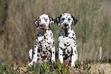 DALMATIEN 004